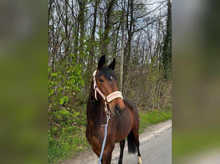 Caballo de deporte alemán Yegua 3 años 160 cm Castaño in Kamen