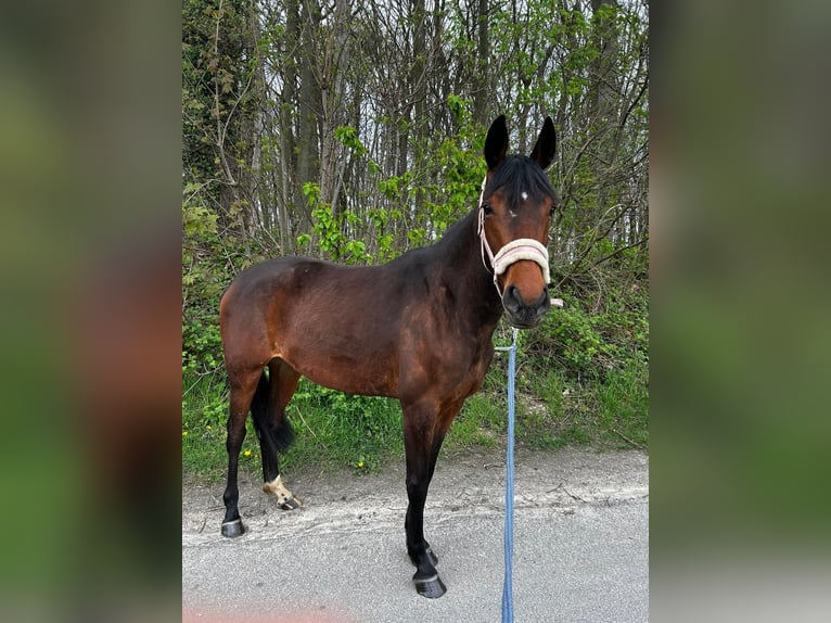 Caballo de deporte alemán Yegua 3 años 160 cm Castaño in Kamen