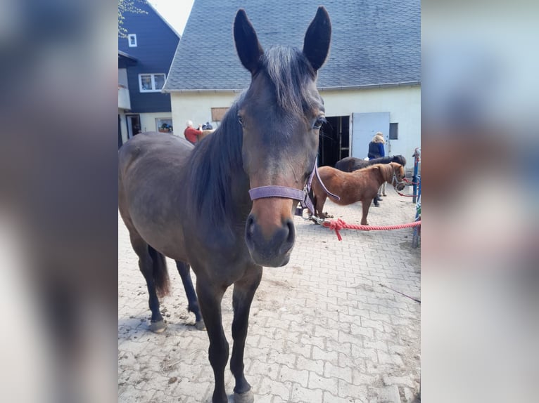 Caballo de deporte alemán Yegua 3 años 160 cm Castaño in Limbach-Oberfrohna