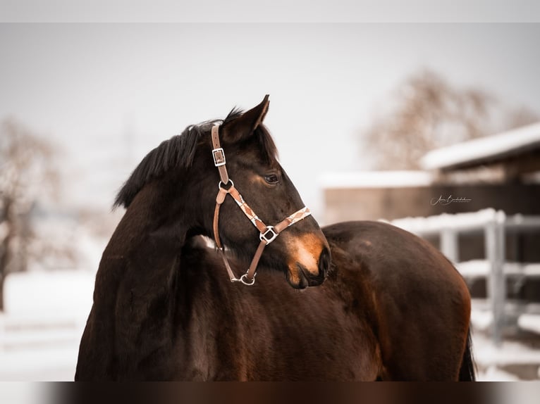 Caballo de deporte alemán Yegua 3 años 160 cm Castaño oscuro in Wangen im Allgäu