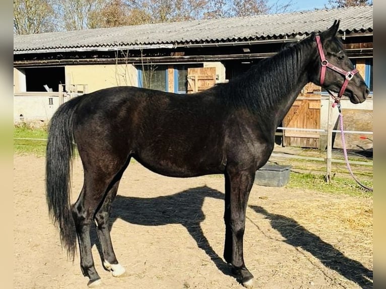 Caballo de deporte alemán Yegua 3 años 160 cm Negro in Klipphausen