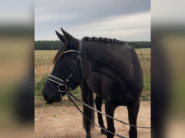 Caballo de deporte alemán Yegua 3 años 160 cm Negro in Rochau