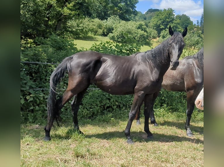Caballo de deporte alemán Yegua 3 años 160 cm Negro in Bad K&#xF6;nig