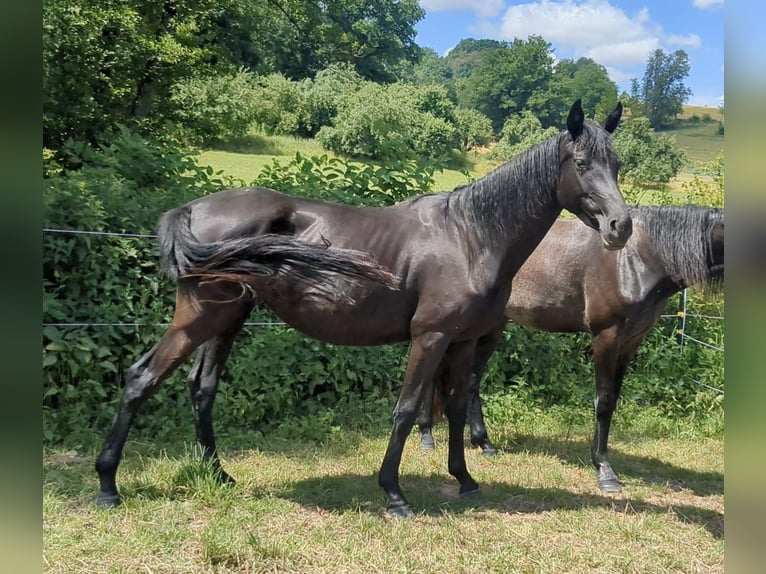 Caballo de deporte alemán Yegua 3 años 160 cm Negro in Bad K&#xF6;nig