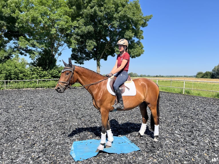 Caballo de deporte alemán Yegua 3 años 161 cm Castaño in Günzburg