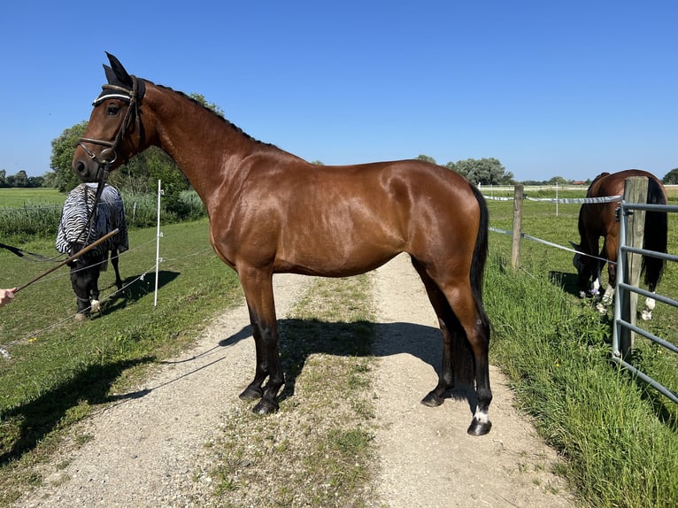 Caballo de deporte alemán Yegua 3 años 161 cm Castaño in Günzburg