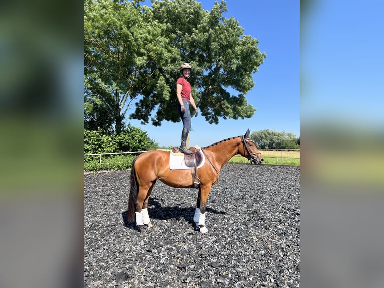 Caballo de deporte alemán Yegua 3 años 161 cm Castaño in Günzburg