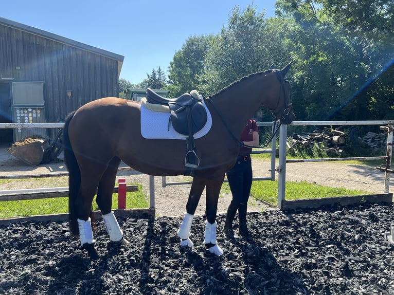 Caballo de deporte alemán Yegua 3 años 161 cm Castaño in Günzburg