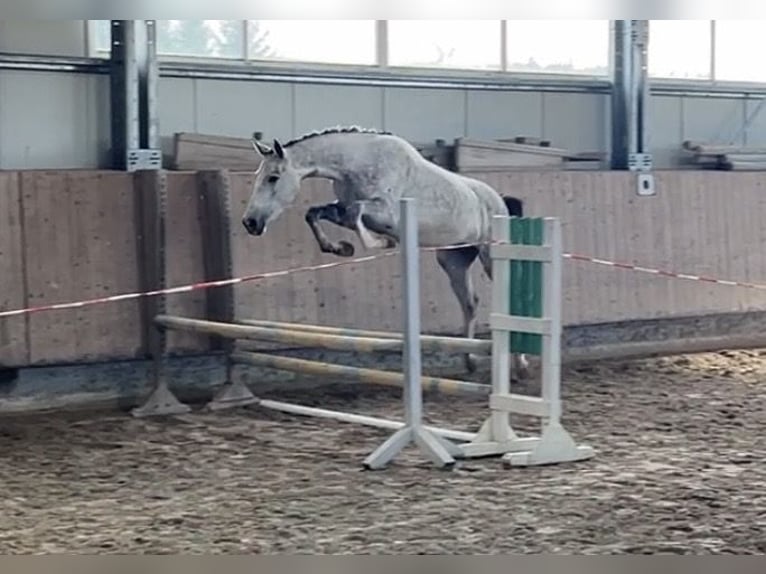 Caballo de deporte alemán Yegua 3 años 161 cm Tordo in Mengen