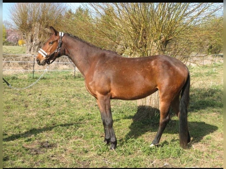 Caballo de deporte alemán Yegua 3 años 162 cm Castaño in Anklam