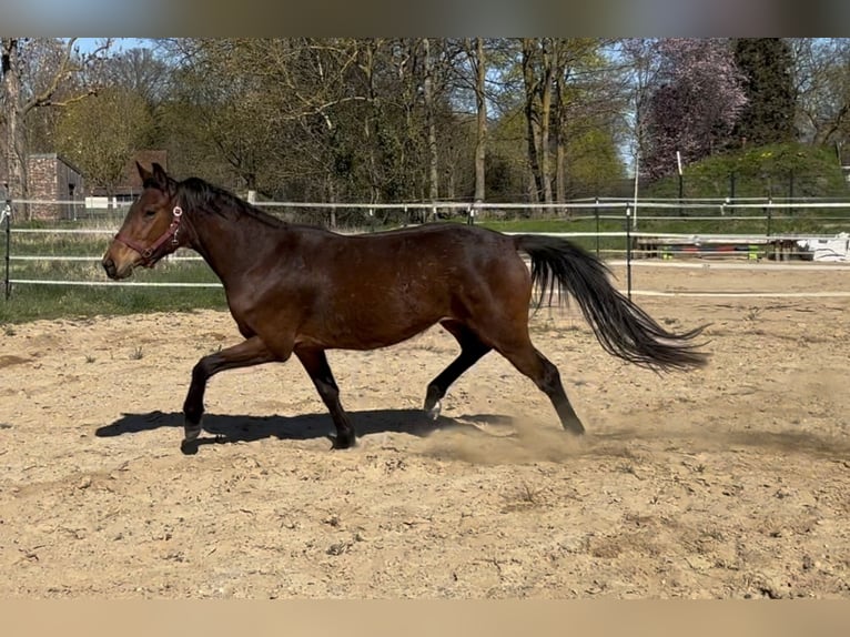 Caballo de deporte alemán Yegua 3 años 162 cm Castaño in Anklam