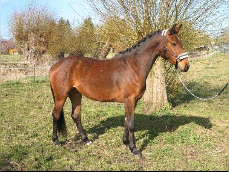 Caballo de deporte alemán Yegua 3 años 162 cm Castaño in Anklam