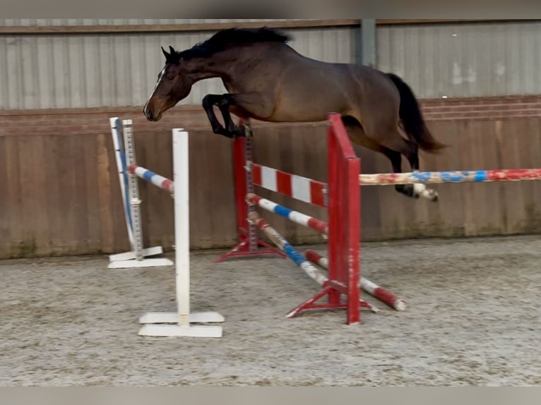 Caballo de deporte alemán Yegua 3 años 162 cm Castaño in Zieuwent