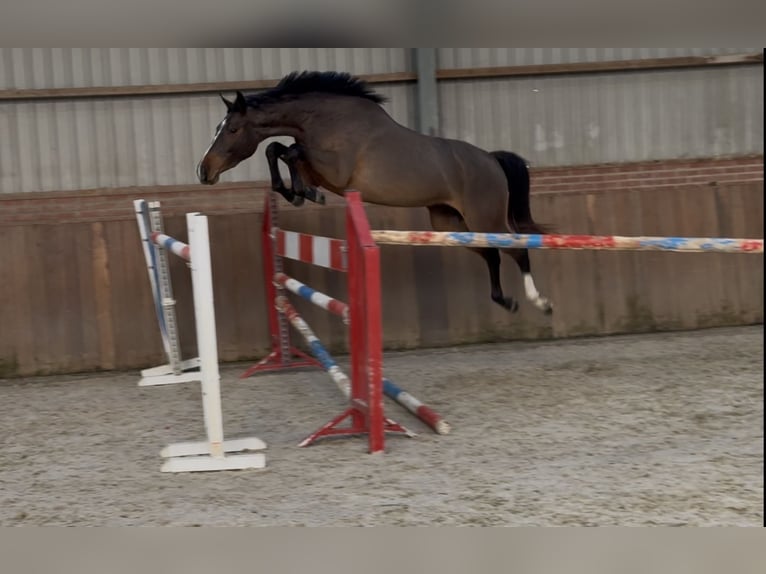 Caballo de deporte alemán Yegua 3 años 162 cm Castaño in Zieuwent