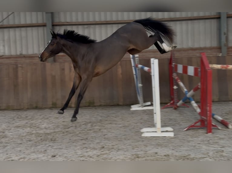 Caballo de deporte alemán Yegua 3 años 162 cm Castaño in Zieuwent