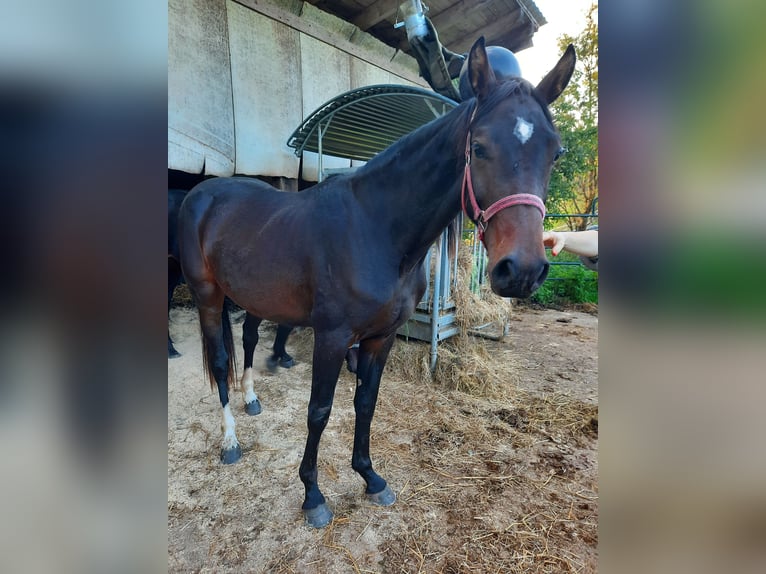 Caballo de deporte alemán Yegua 3 años 162 cm Castaño oscuro in Grömbach
