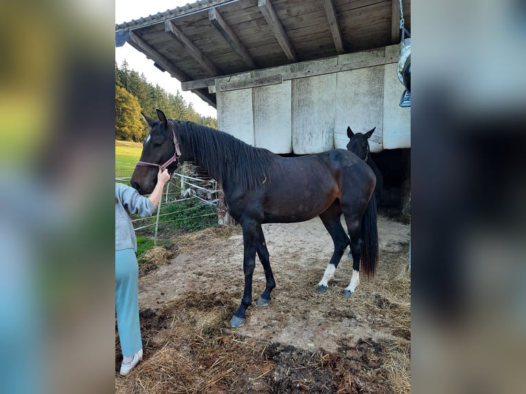 Caballo de deporte alemán Yegua 3 años 162 cm Castaño oscuro in Grömbach