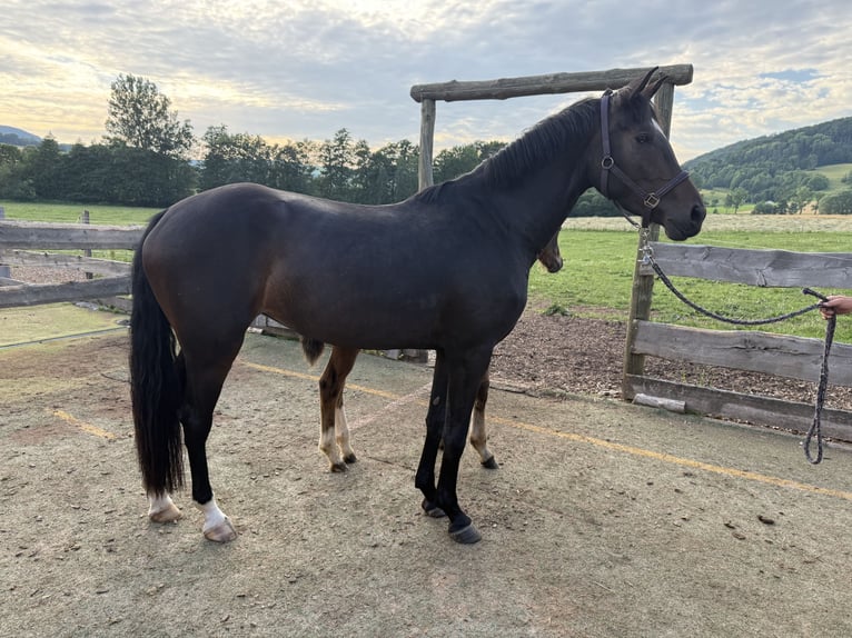 Caballo de deporte alemán Yegua 3 años 162 cm Morcillo in Kaltennordheim