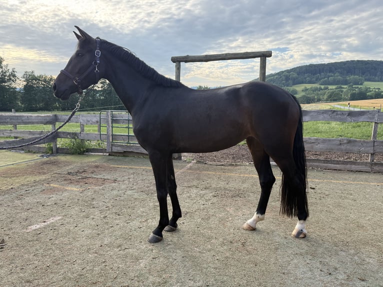 Caballo de deporte alemán Yegua 3 años 162 cm Morcillo in Kaltennordheim