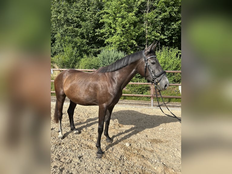 Caballo de deporte alemán Yegua 3 años 162 cm Musgo in Leubsdorf