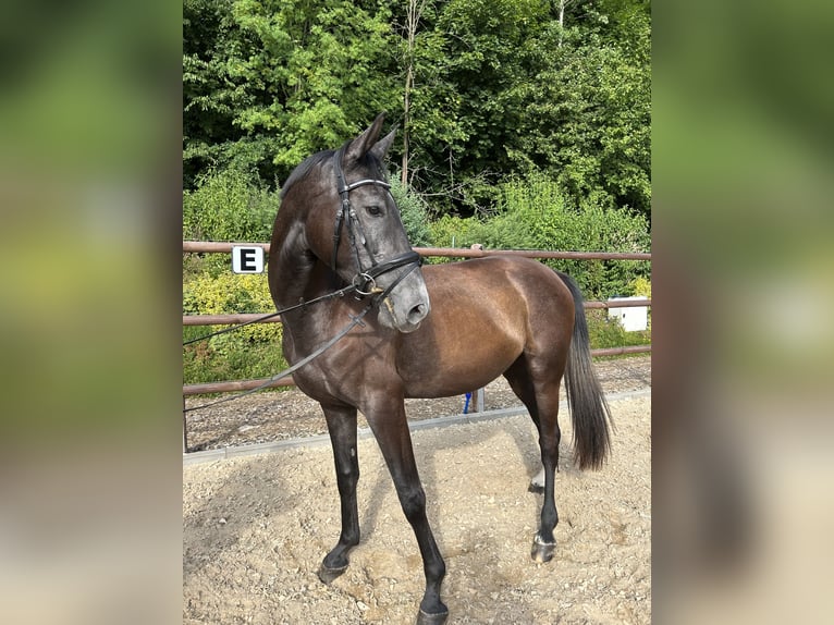 Caballo de deporte alemán Yegua 3 años 162 cm Musgo in Leubsdorf