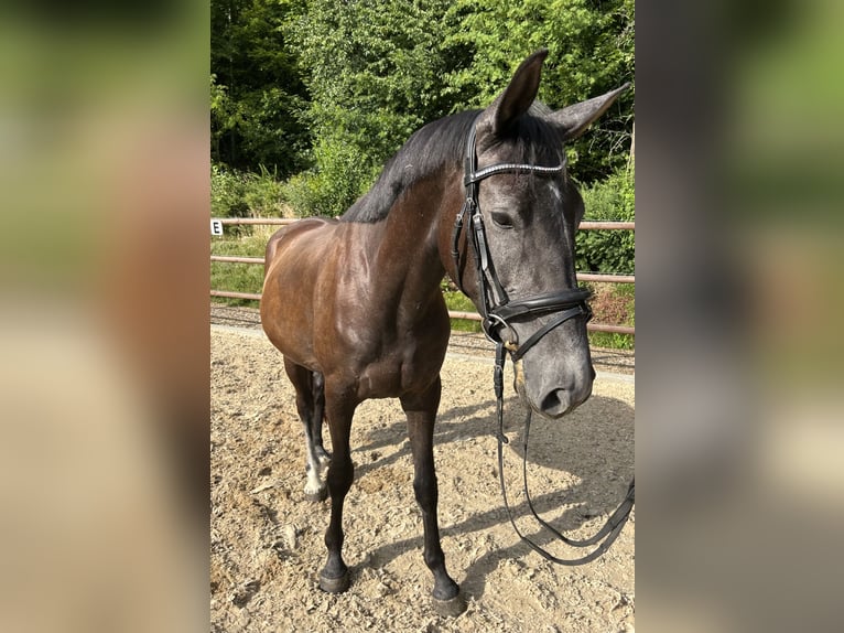 Caballo de deporte alemán Yegua 3 años 162 cm Musgo in Leubsdorf