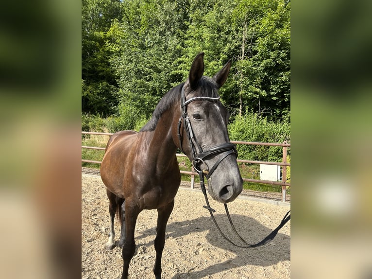 Caballo de deporte alemán Yegua 3 años 162 cm Musgo in Leubsdorf
