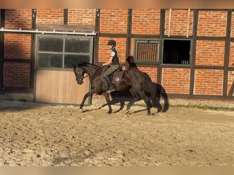 Caballo de deporte alemán Yegua 3 años 162 cm Negro in Wendeburg