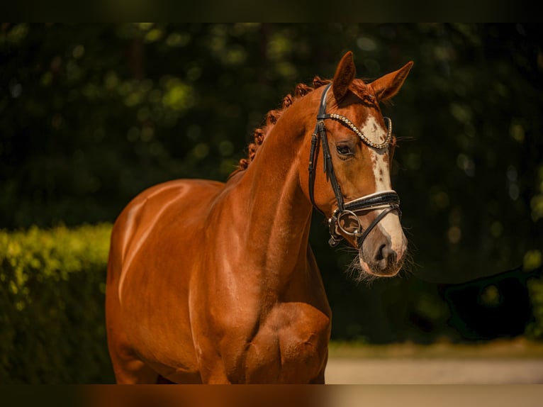 Caballo de deporte alemán Yegua 3 años 163 cm Alazán in Wehringen