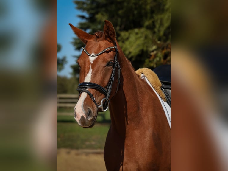 Caballo de deporte alemán Yegua 3 años 163 cm Alazán in Nauen
