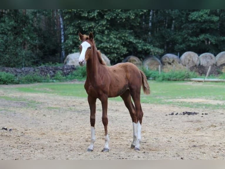 Caballo de deporte alemán Yegua 3 años 163 cm Alazán in Mohlsdorf