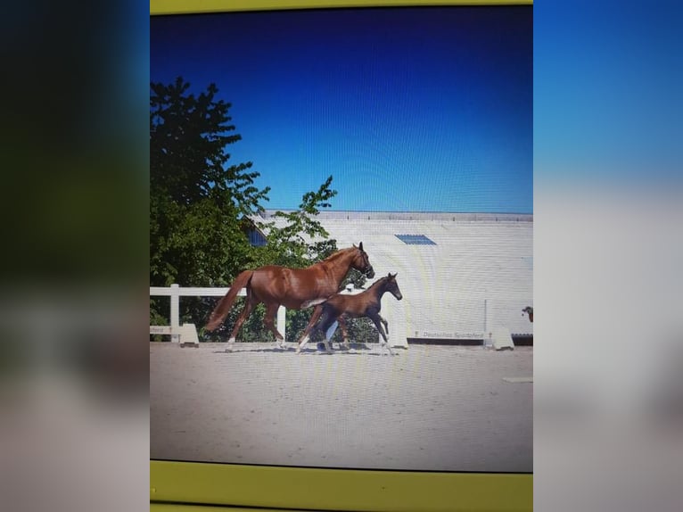 Caballo de deporte alemán Yegua 3 años 163 cm Alazán in Mohlsdorf