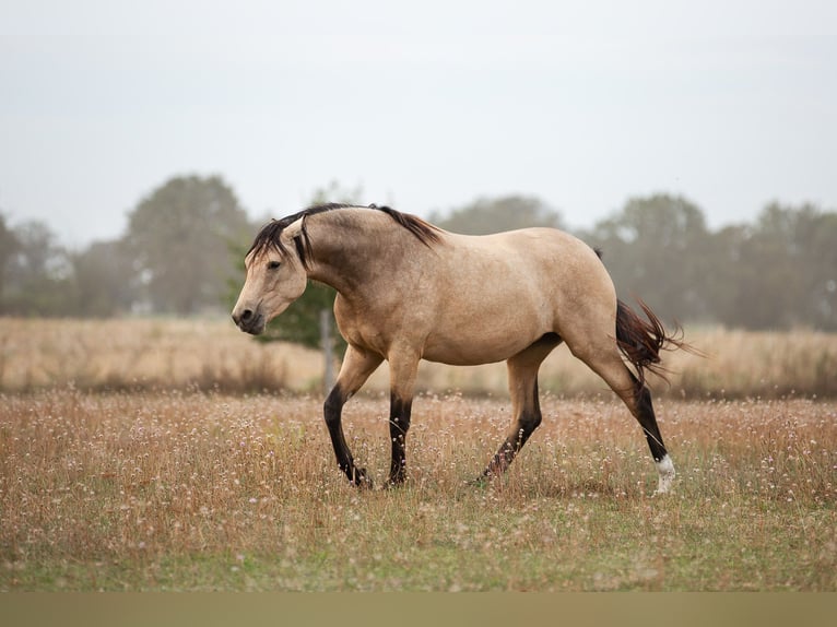 Caballo de deporte alemán Yegua 3 años 163 cm Buckskin/Bayo in Pritzwalk