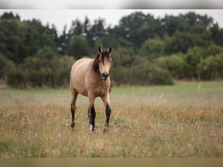 Caballo de deporte alemán Yegua 3 años 163 cm Buckskin/Bayo in Pritzwalk