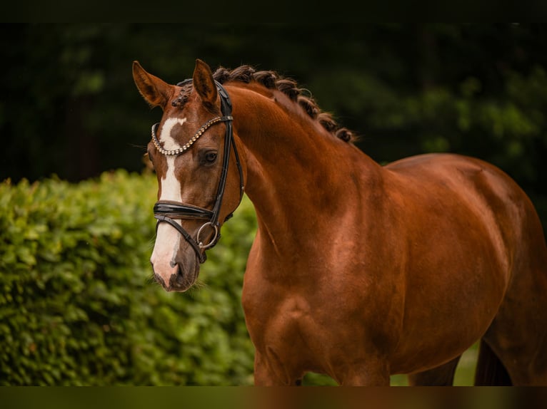Caballo de deporte alemán Yegua 3 años 163 cm  in Wehringen