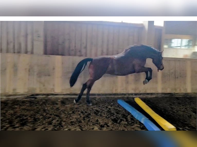 Caballo de deporte alemán Yegua 3 años 163 cm Castaño in Thyrnau
