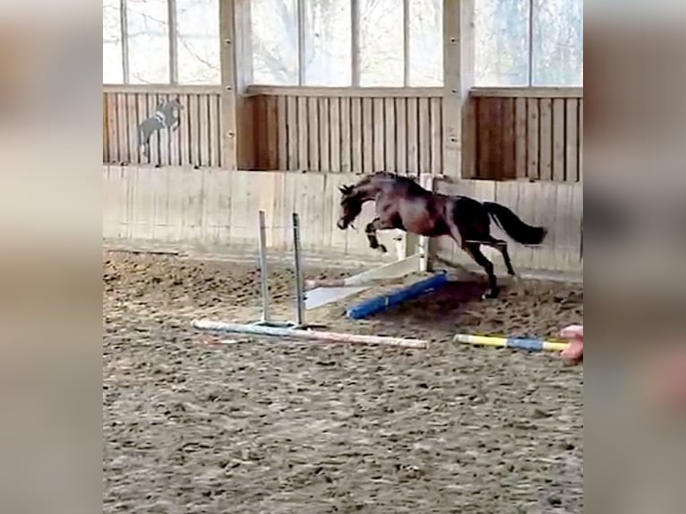 Caballo de deporte alemán Yegua 3 años 163 cm Castaño in Thyrnau