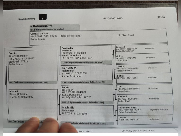 Caballo de deporte alemán Yegua 3 años 163 cm Castaño in Thyrnau