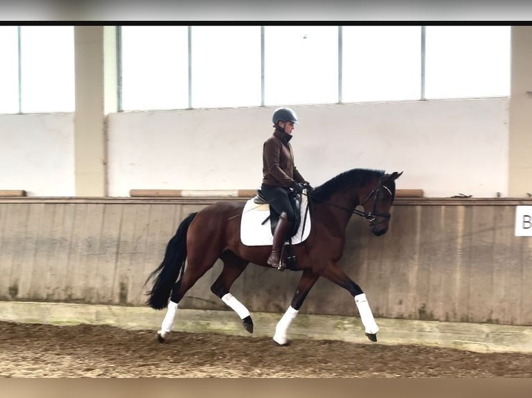 Caballo de deporte alemán Yegua 3 años 163 cm Castaño in Taufkirchen