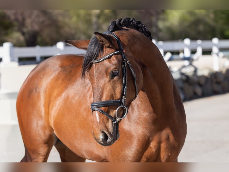 Caballo de deporte alemán Yegua 3 años 163 cm Castaño in Lechbruck