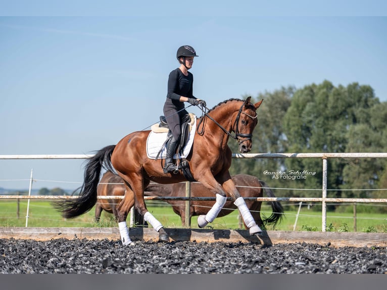 Caballo de deporte alemán Yegua 3 años 163 cm Castaño in Günzburg