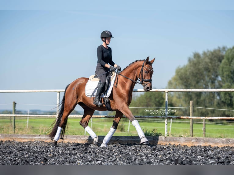 Caballo de deporte alemán Yegua 3 años 163 cm Castaño in Günzburg