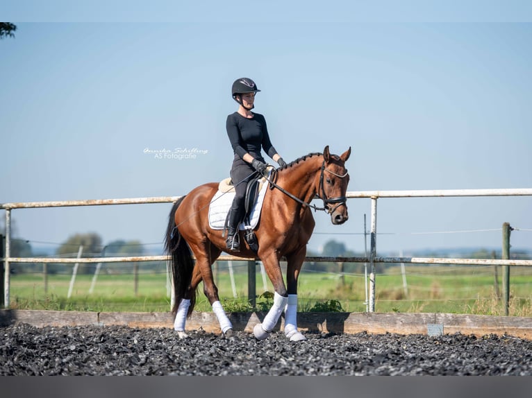 Caballo de deporte alemán Yegua 3 años 163 cm Castaño in Günzburg