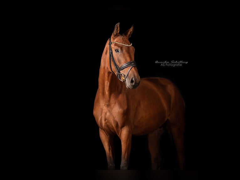 Caballo de deporte alemán Yegua 3 años 163 cm Castaño in Günzburg