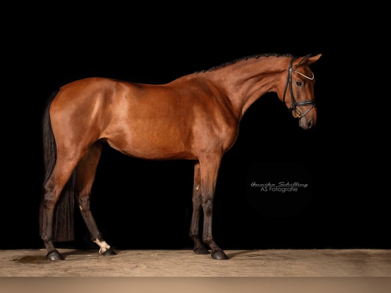 Caballo de deporte alemán Yegua 3 años 163 cm Castaño in Günzburg