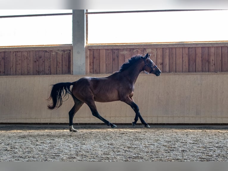 Caballo de deporte alemán Yegua 3 años 163 cm Castaño oscuro in Kraiburg am Inn