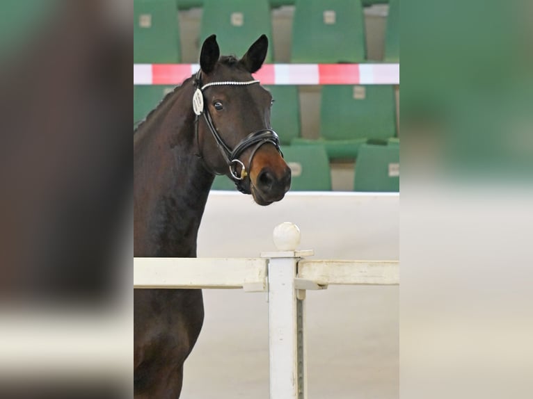 Caballo de deporte alemán Yegua 3 años 163 cm Castaño oscuro in Limburgerhof
