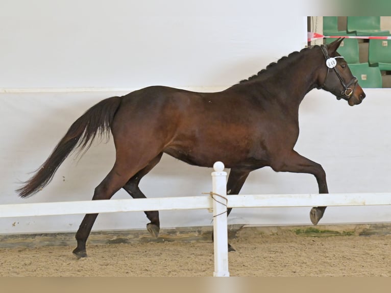 Caballo de deporte alemán Yegua 3 años 163 cm Castaño oscuro in Limburgerhof