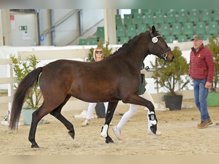 Caballo de deporte alemán Yegua 3 años 163 cm Castaño oscuro in Limburgerhof