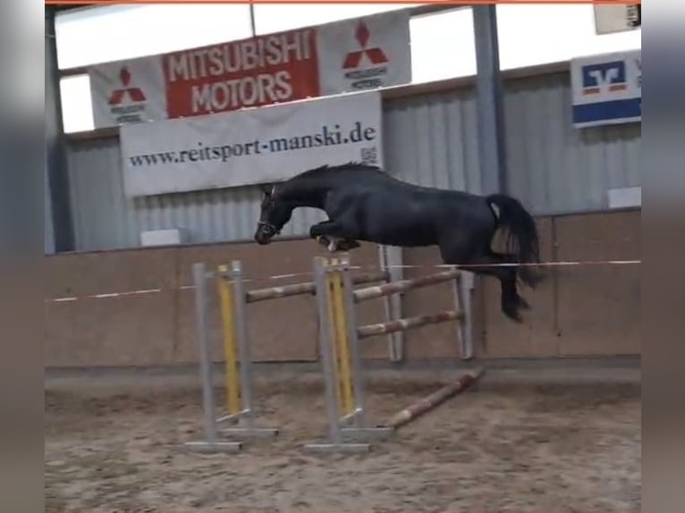 Caballo de deporte alemán Yegua 3 años 163 cm Tordo in Neustadt-Dosse